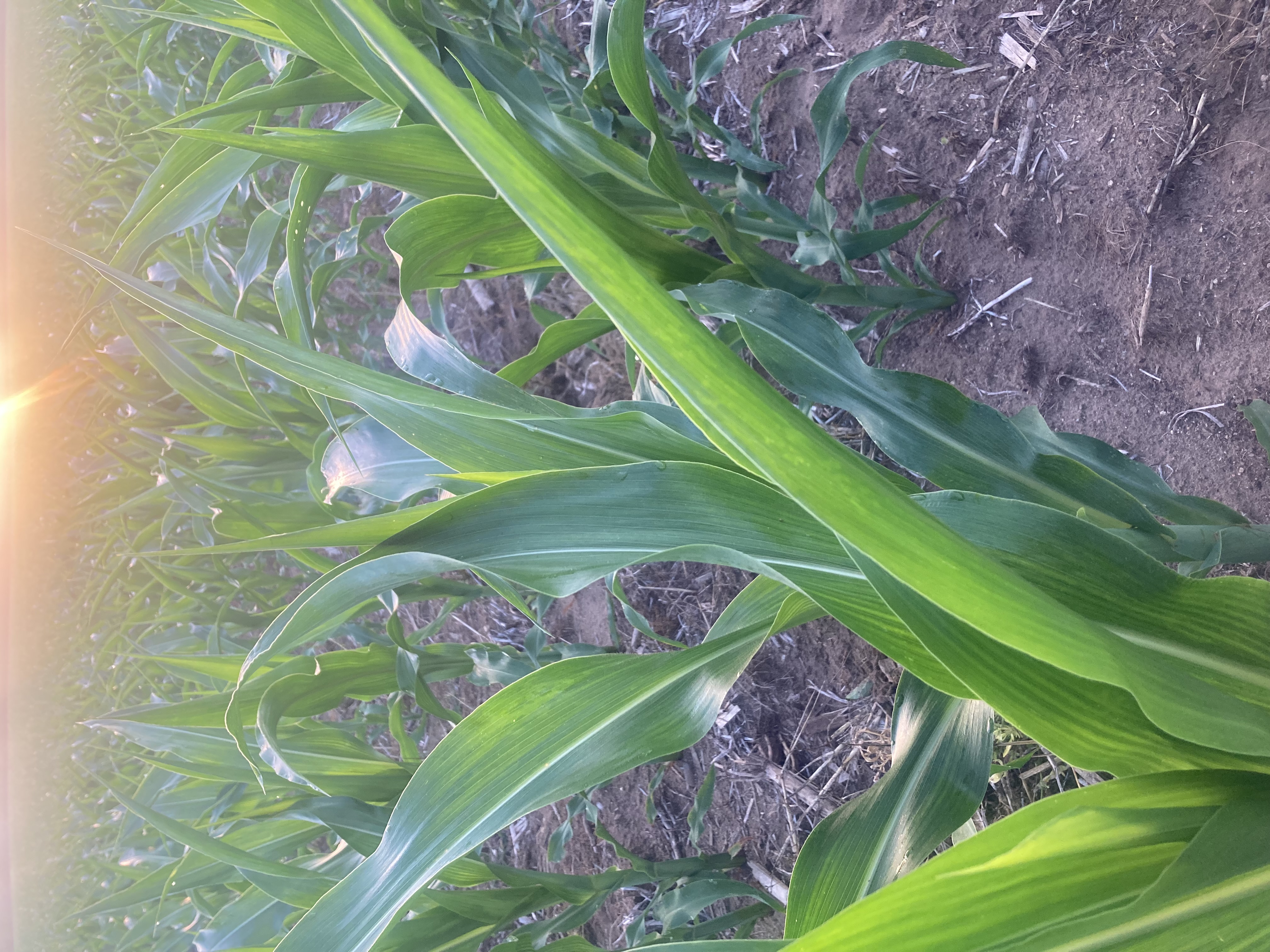 25 Corn V6 sunrise.jpg